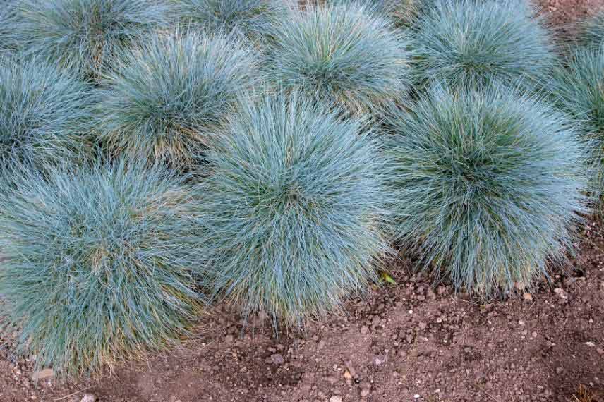 Festuca glauca fétuque bleue