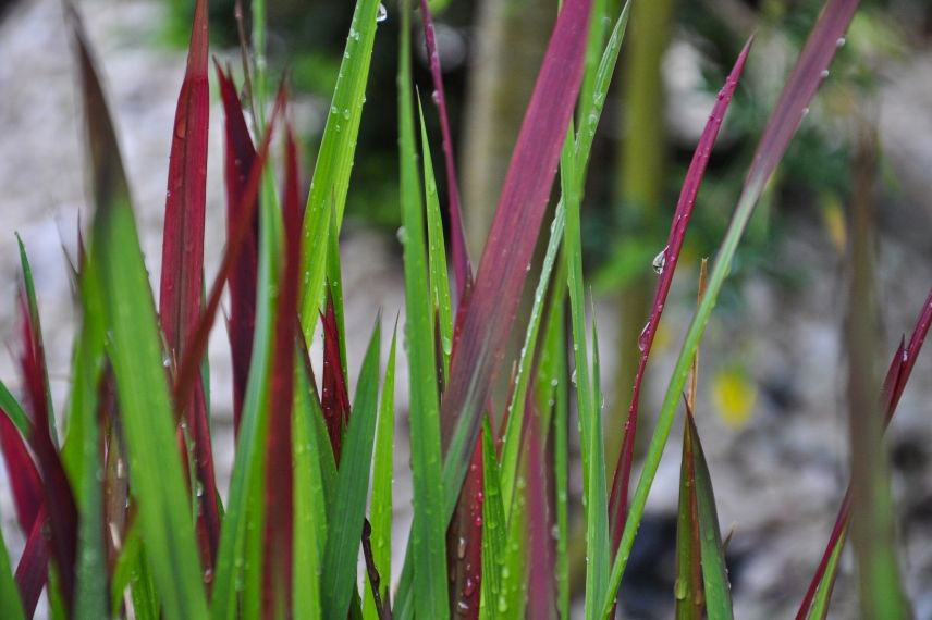 Imperata cylindrica ‘Red Baron’