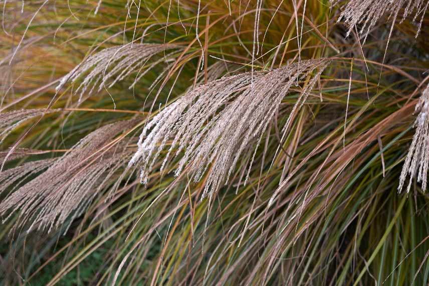 Miscanthus sinensis