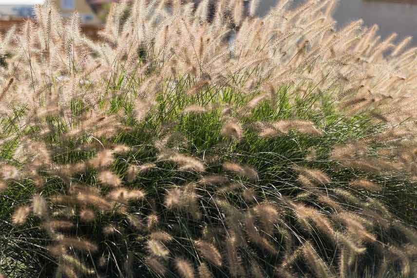 Pennisetum alopecuroides