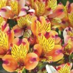 Alstroemeria : comment bien les choisir en 3 points ?