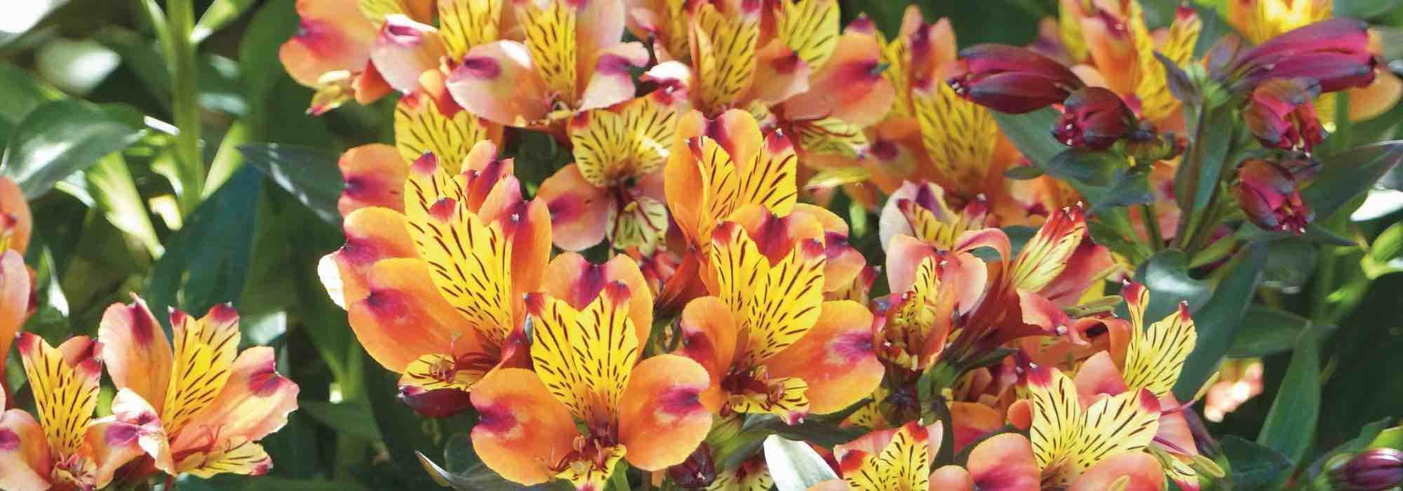 Alstroemeria : comment bien les choisir en 3 points ?