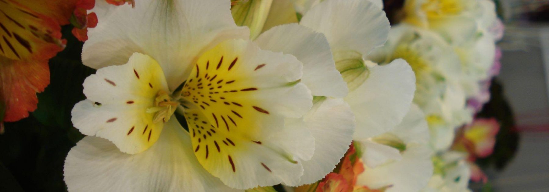 Alstroemeria : des variétés naines parfaites en pot