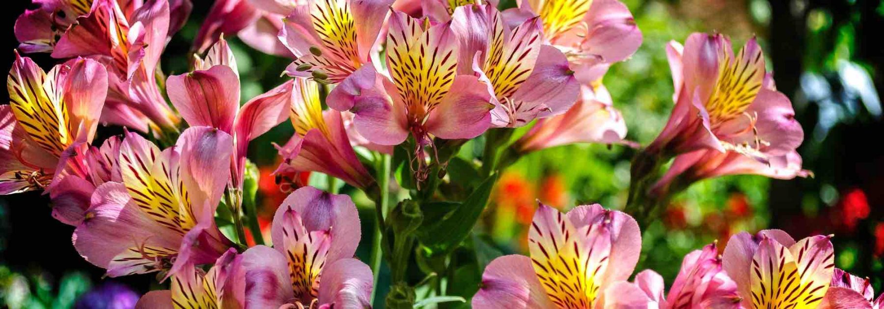 Alstroemeria : les plus rustiques