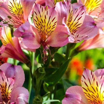 Alstroemeria : les plus rustiques