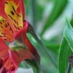 Alstroemeria : les meilleures variétés pour bordure de massif