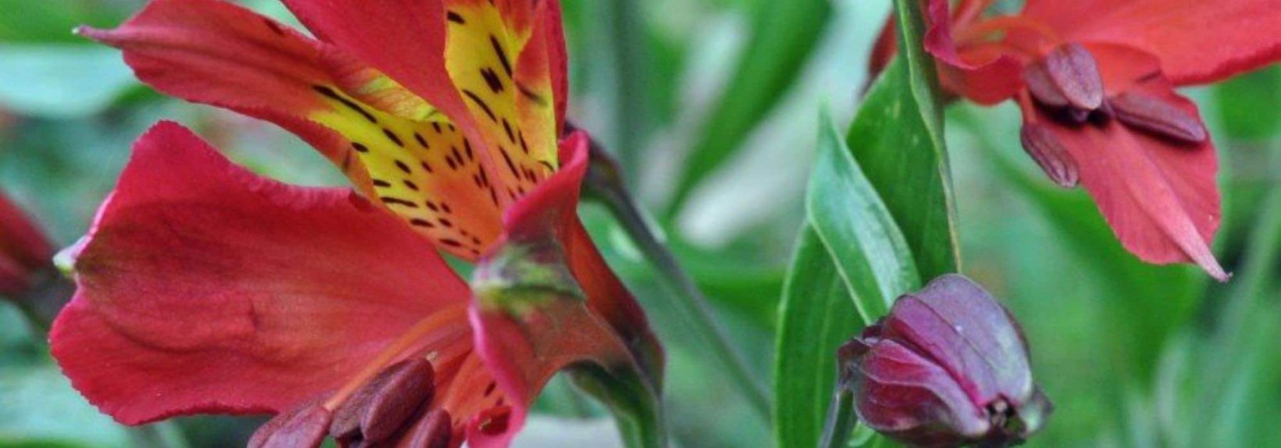 Alstroemeria : les meilleures variétés pour bordure de massif