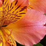 Réussir l’Alstroemeria en pot