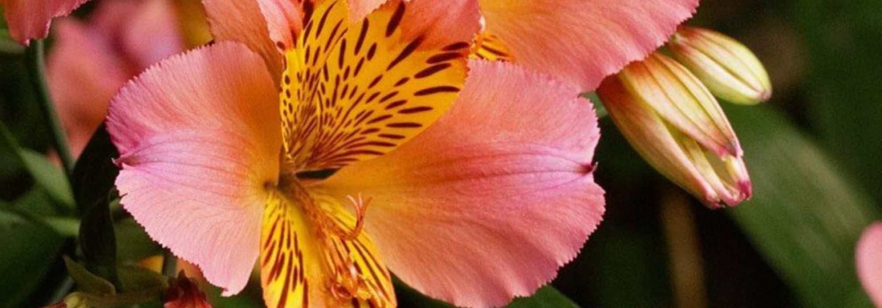 Réussir l’Alstroemeria en pot