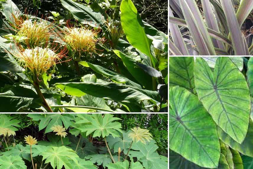 association Hedychium ellipticum et feuillages