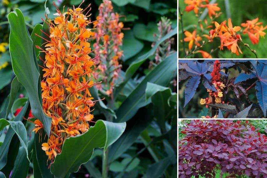 association Hedychium coccineum 'Tara' et couleurs vives