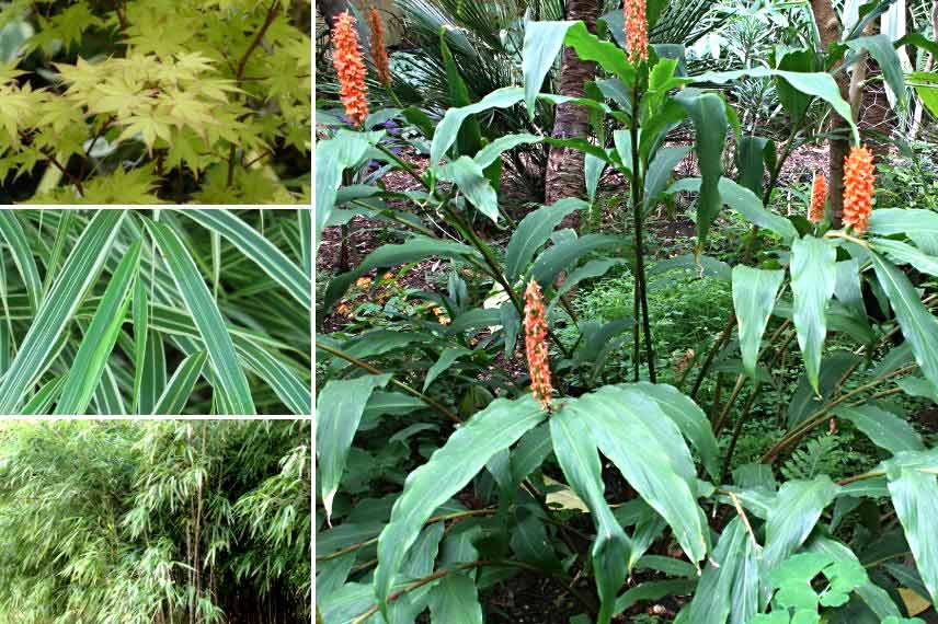 association Hedychium densiflorum ambiance asiatique