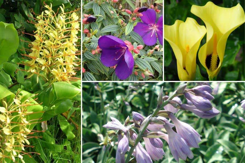 association Hedychium gardnerianum jardin jaune et bleu