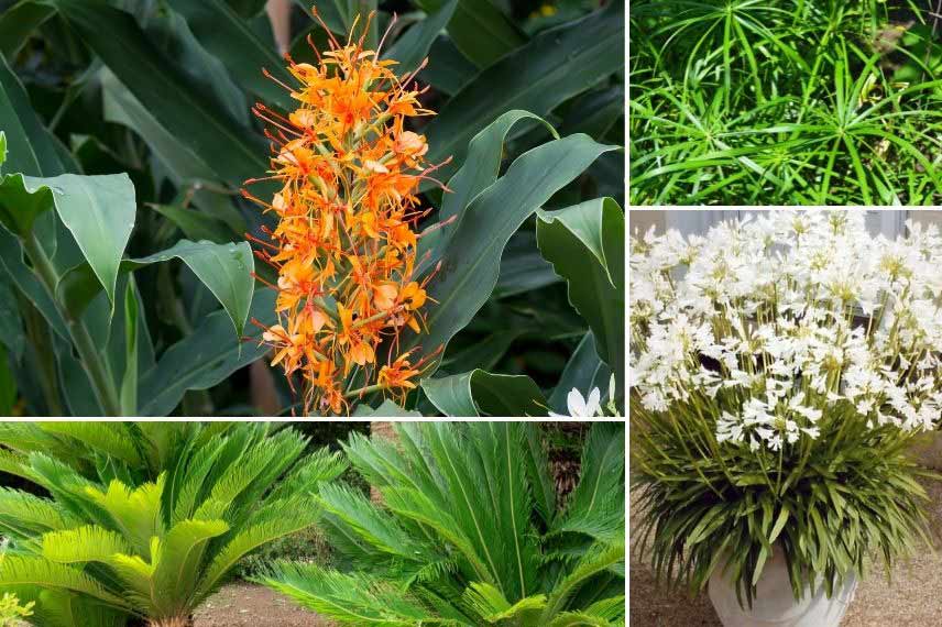 association Hedychium en pot