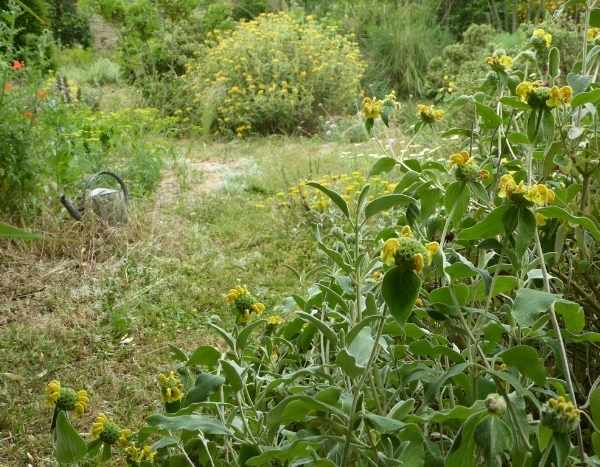 J'ai visité ... le jardin de la grille, un jardin sans arrosage