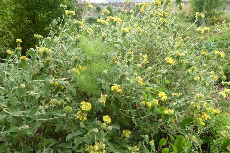 Plantation de l'ail de printemps - Chronique au jardin de Julien Marlin