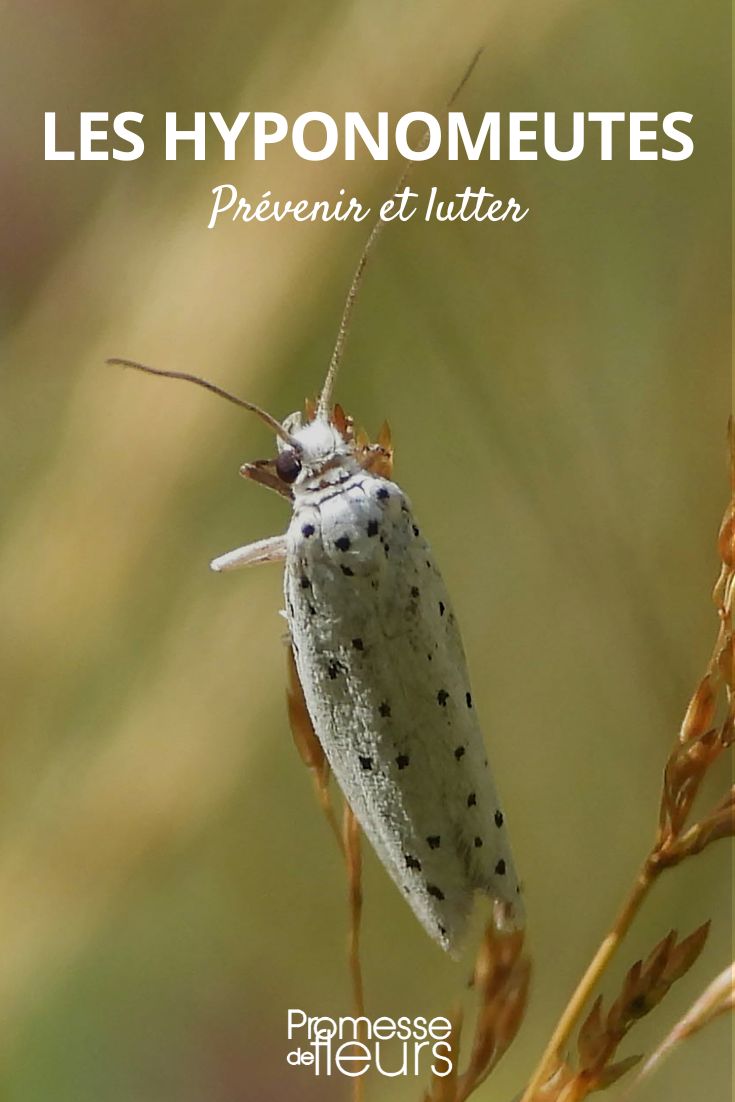 Yponomeuta éloigner du jardin