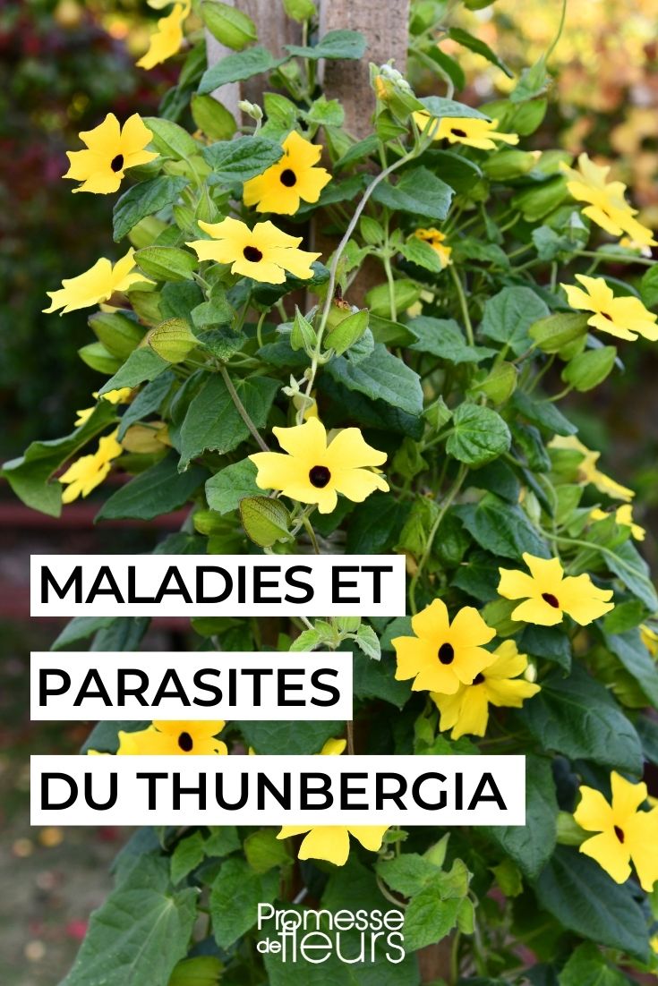 thunbergia