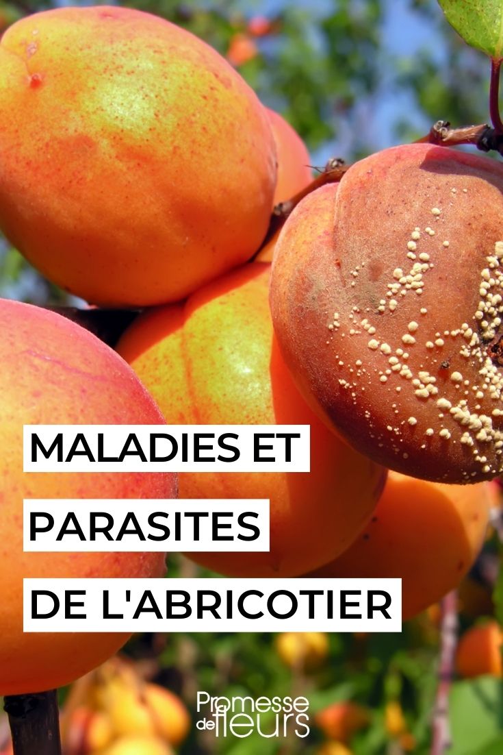 Fruitier abricotier traiter naturellement maladies et nuisibles