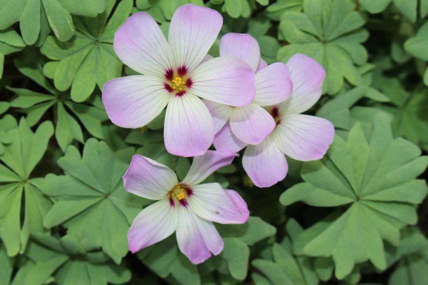 rusticité des oxalis