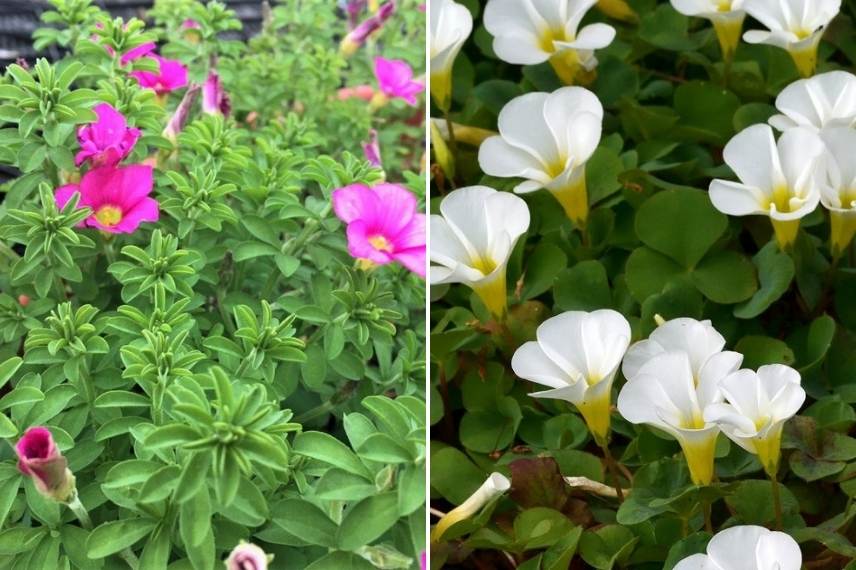 Oxalis hirta Gothenburg - Oxalis purpurea Alba