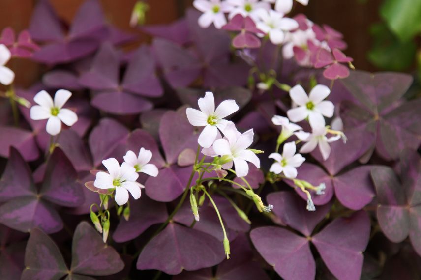 Oxalis pourpre (Oxalis triangularis) : entretien, arrosage