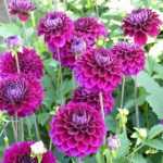 Comment pincer les dahlias pour avoir plus de fleurs ?