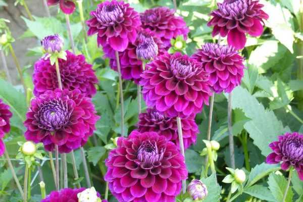 Comment pincer les dahlias pour avoir plus de fleurs ?