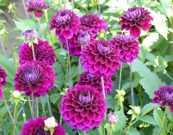 Comment pincer les dahlias pour avoir plus de fleurs ?