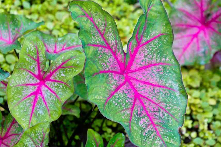 planter caladium, bulbe caladium, planter bulbe caladium