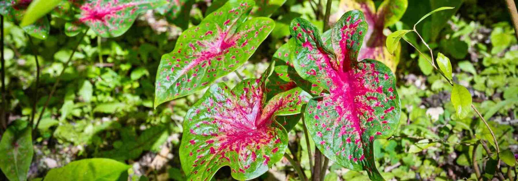 Planter un bulbe de caladium