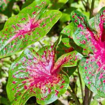 Planter un bulbe de caladium