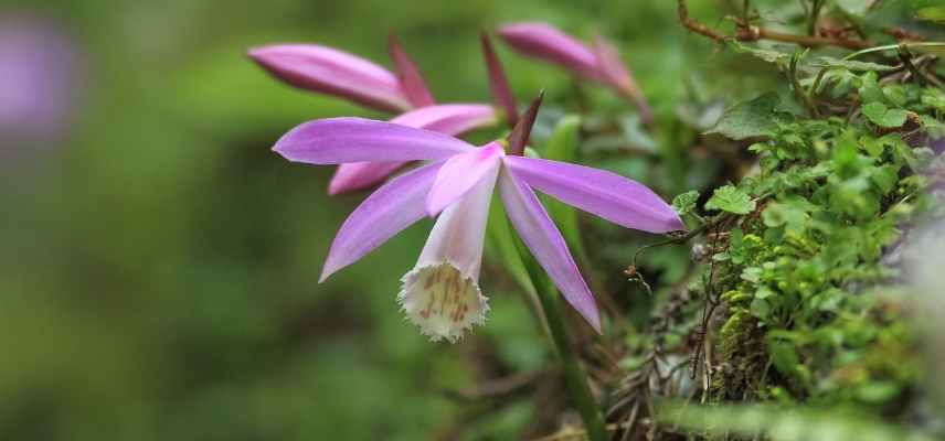 cultiver pleione pot, culture pleione pot, plantation pleione pot