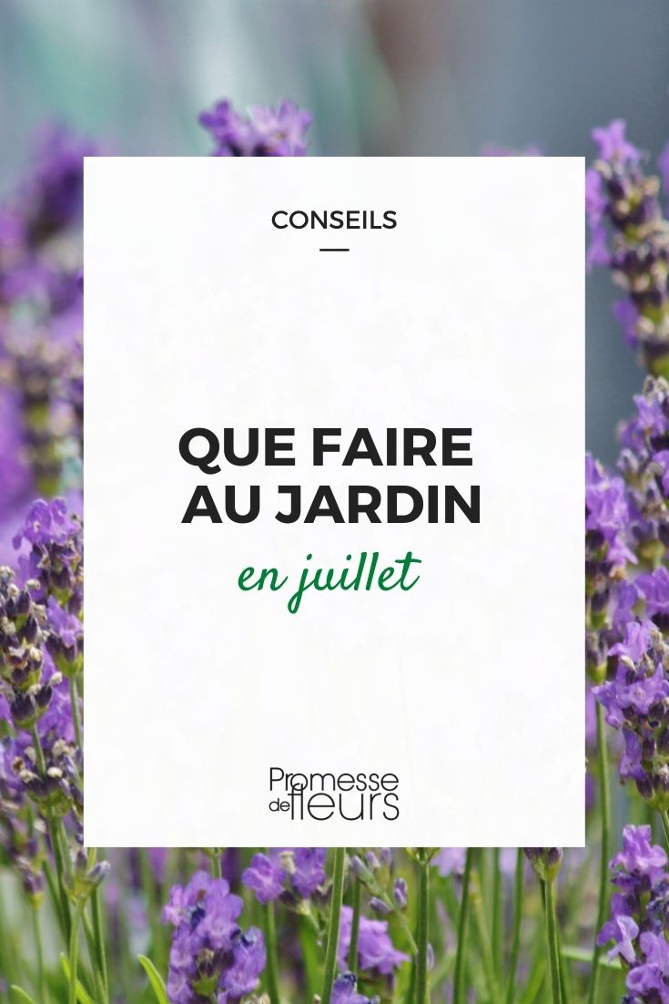 Quelles fleurs semer en juillet ? Blog fleurs Fortrainjobs Nature