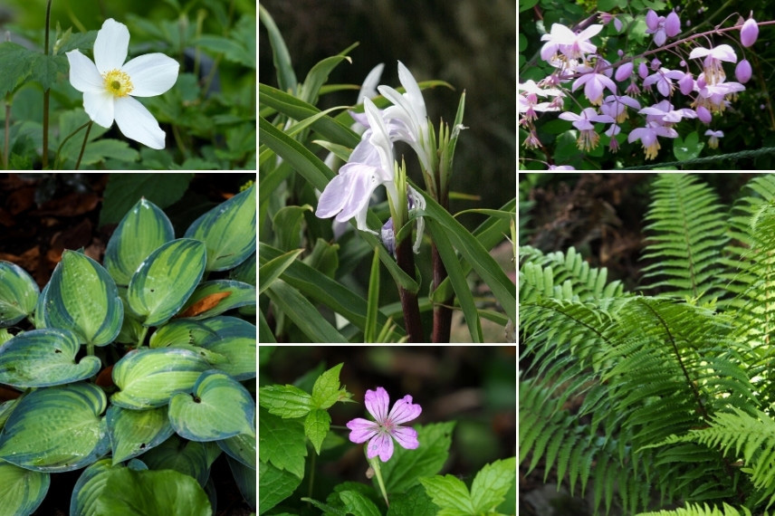 Associer le Roscoea : jardin de sous-bois