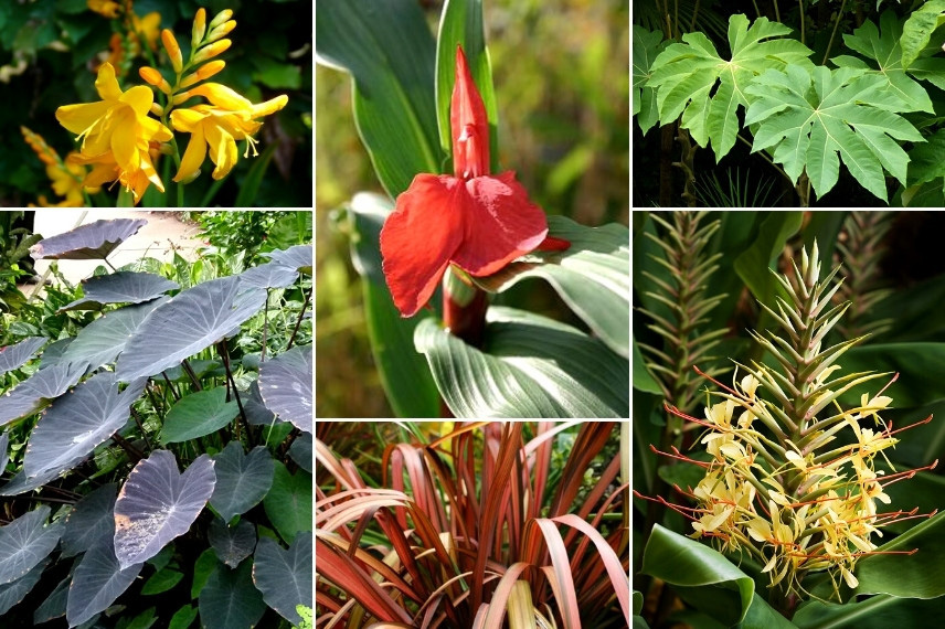 Associer le Roscoea : jardin exotique