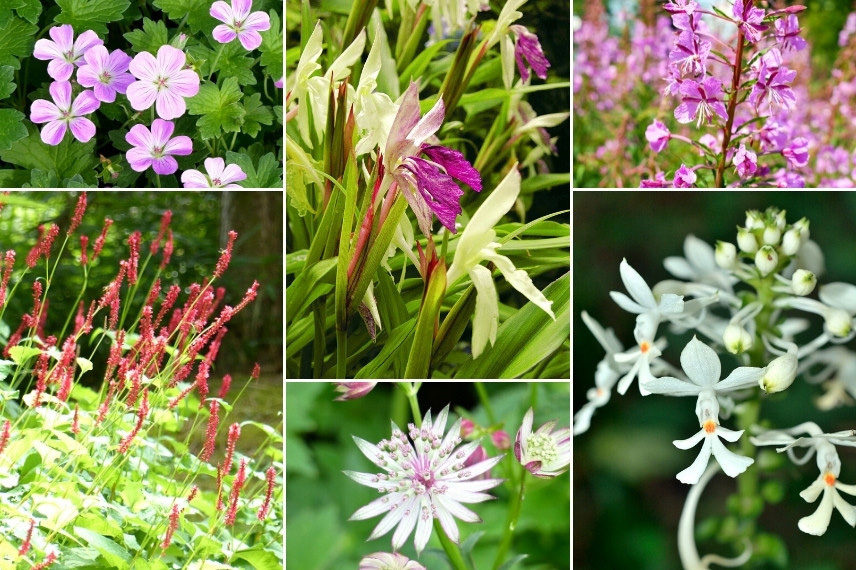 Associer le Roscoea : jardin naturaliste