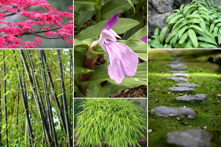 Associer le Roscoea : jardin zen, asiatique