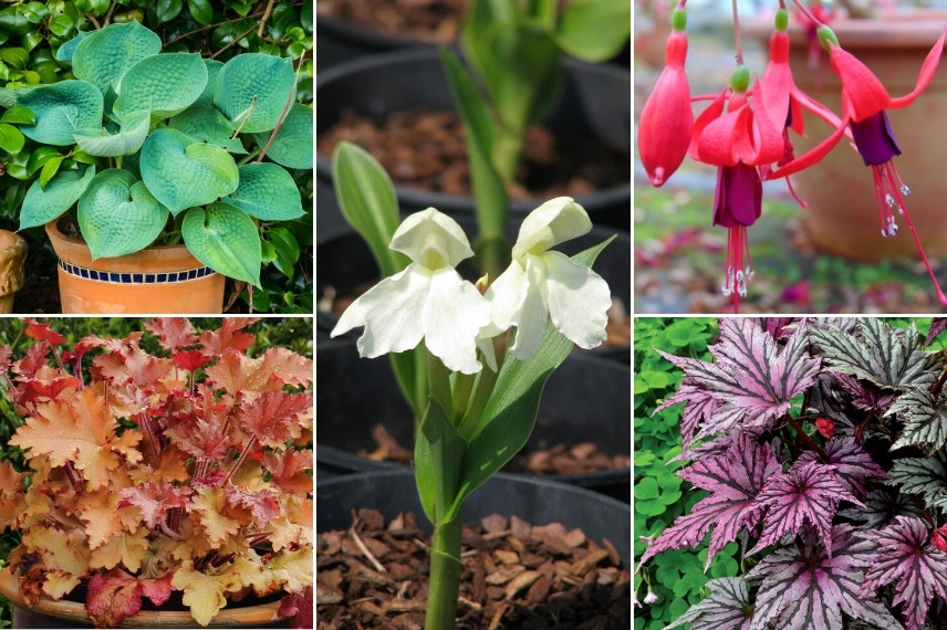 Associer le Roscoea : en pot sur la terrasse ou le balcon