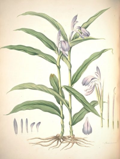Planche botanique représentant le Roscoea ou Gingembre-orchidée