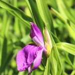 Roscoea : planter, cultiver et entretenir