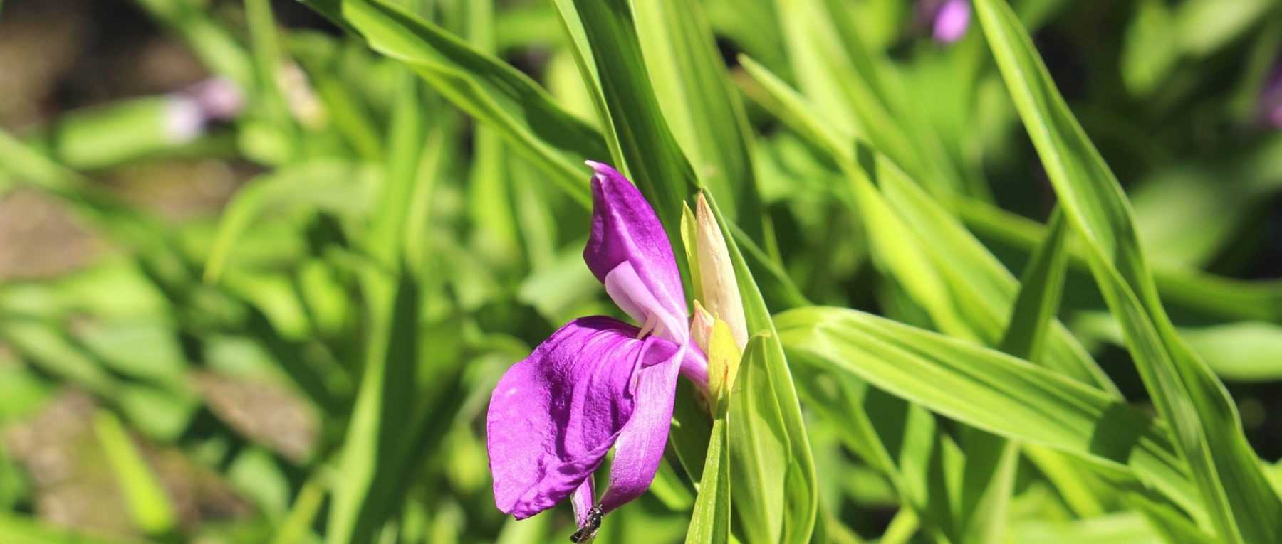 Roscoea : planter, cultiver et entretenir