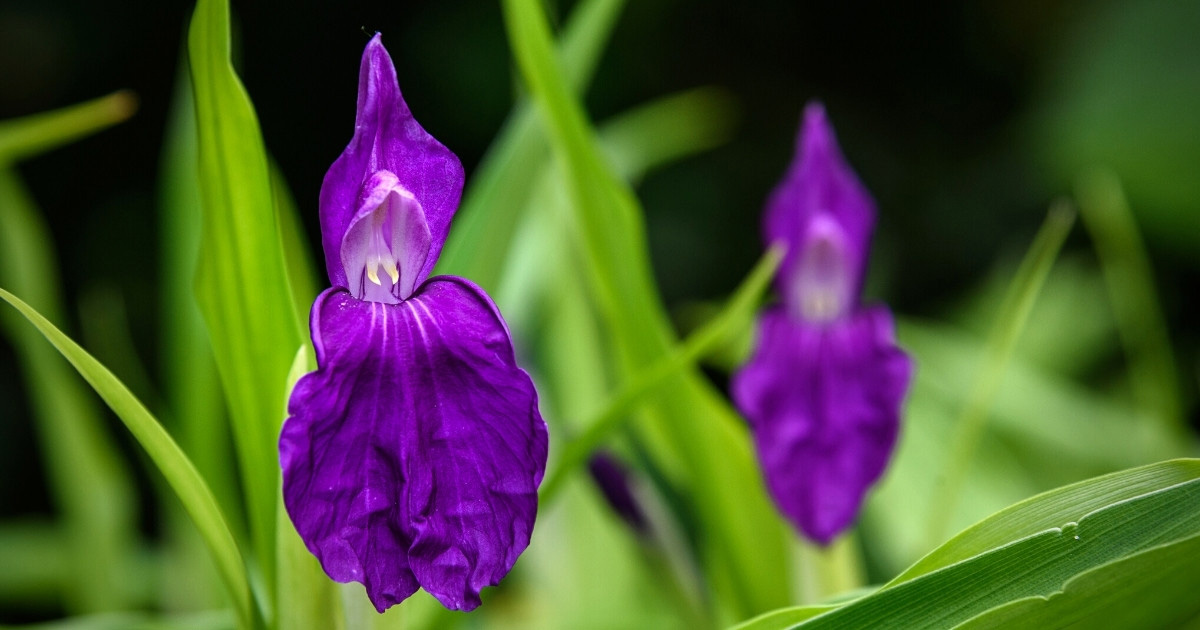 La floraison du Roscoea purpurea