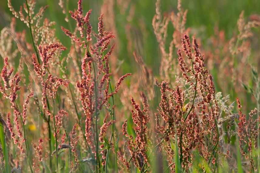 Rumex éliminer, Rumex se débarasser, Rumex lutte au jardin