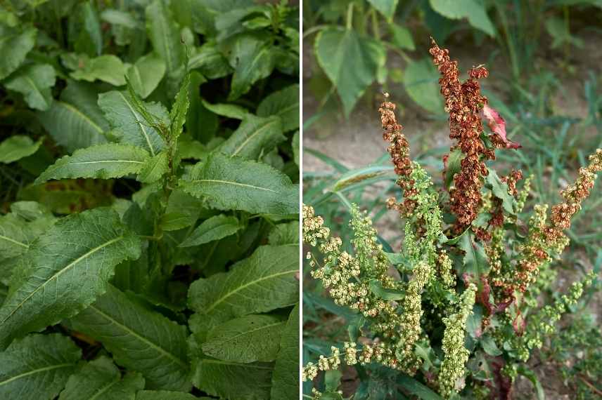 Rumer éliminer, Rumex se débarasser, Rumex lutte au jardin