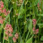 Du rumex au jardin : comment lutter ?