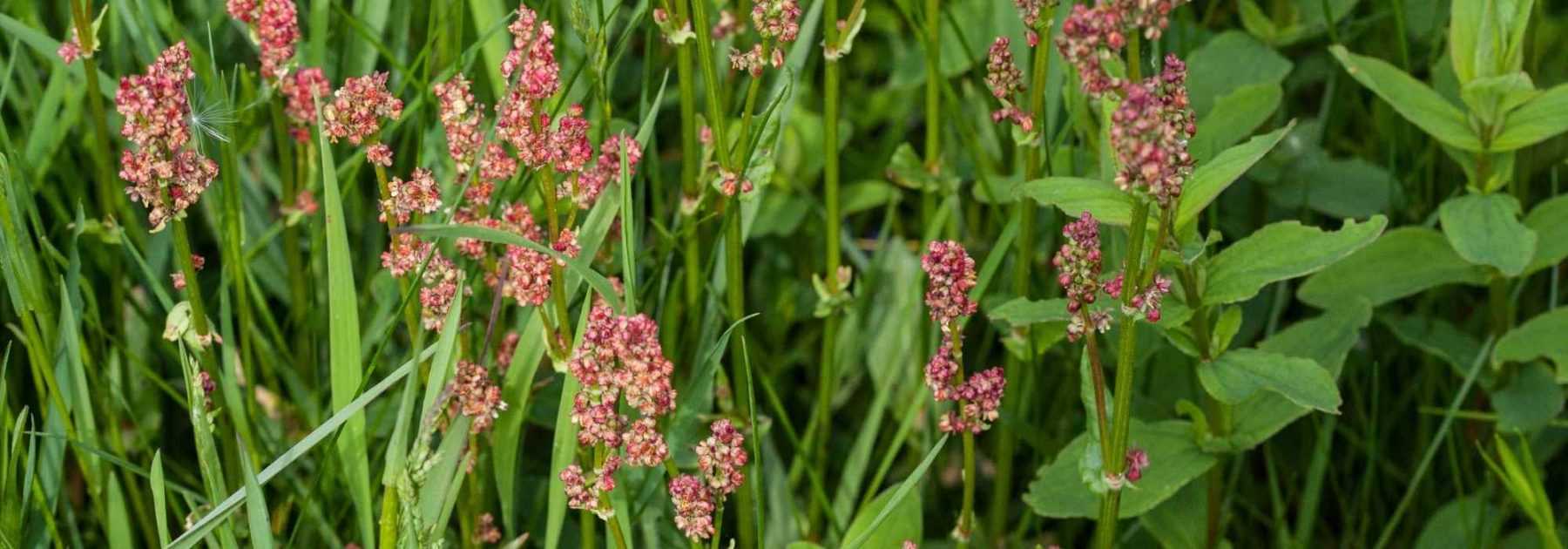 Du rumex au jardin : comment lutter ?