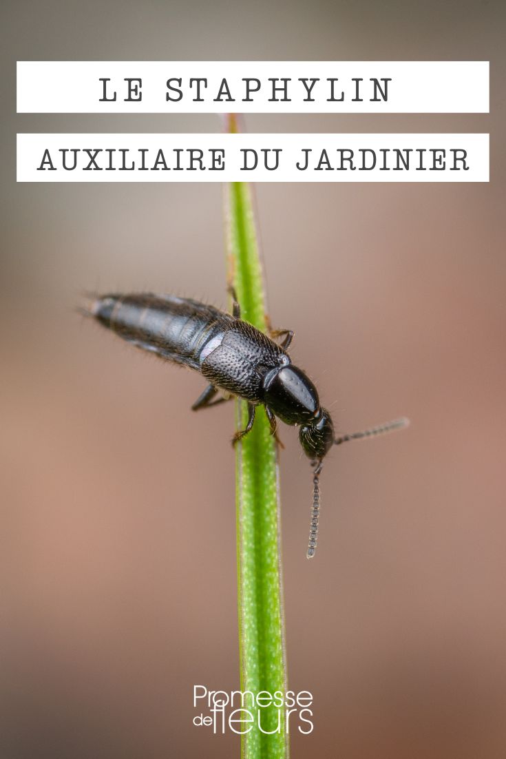 Staphylin insecte auxiliaire