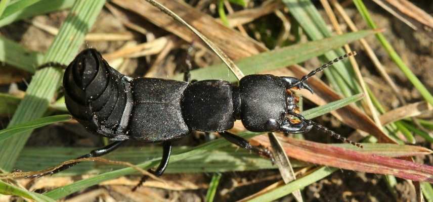 Staphylin, ocypus olens, insecte auxiliaire jardinier jardin