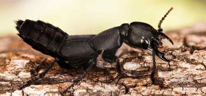 Staphylin, ocypus olens, insecte auxiliaire jardinier jardin